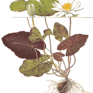 Nymphaea Lotus
