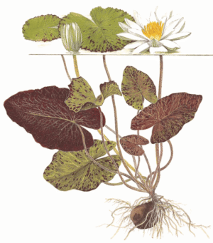 Nymphaea Lotus