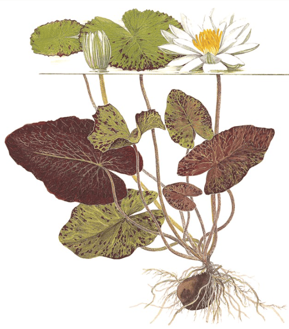 Nymphaea Lotus