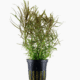 Pogostemon Stellatus
