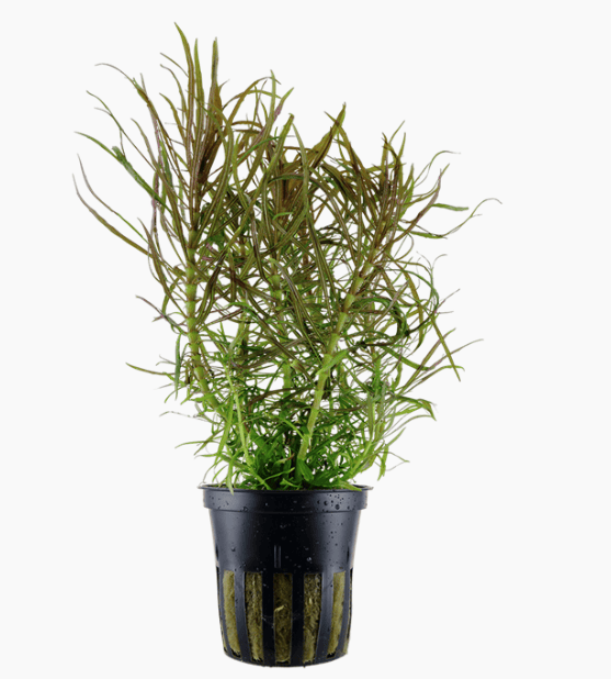 Pogostemon Stellatus