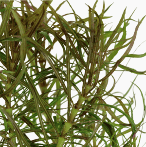Pogostemon Stellatus