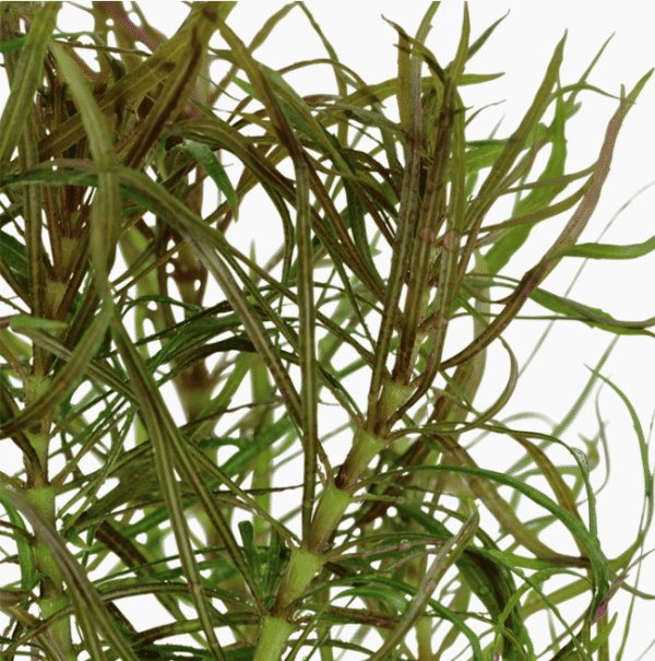 Pogostemon Stellatus