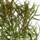 Pogostemon Stellatus