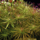 Pogostemon Stellatus