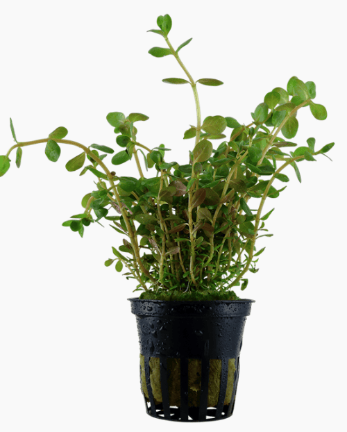 Rotala Rotundifolia