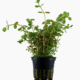 Rotala Rotundifolia