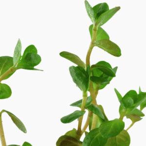 Rotala Rotundifolia