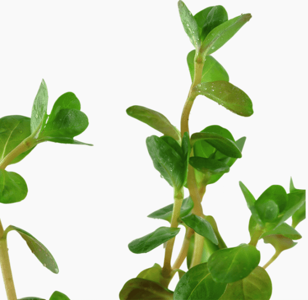 Rotala Rotundifolia