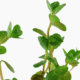 Rotala Rotundifolia