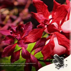 Captura de Pantalla 2025-05-04 a la(s) 1.38.43 APT JAZZ