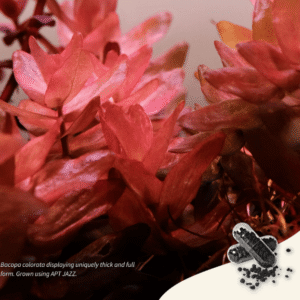 Captura de Pantalla 2025-05-04 a la(s) 1.38.51 APT JAZZ