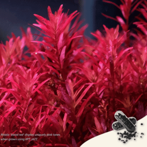 Captura de Pantalla 2025-05-04 a la(s) 1.38.59 APT JAZZ