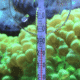 Palm Thermometer