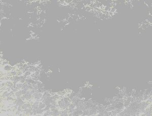 Filter Sponge (Esponja blanca)