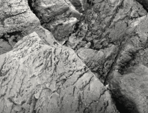 Captura de Pantalla 2025-05-07 a la(s) 23.16.38 Fondo Rocoso Tanganyika