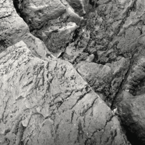 Captura de Pantalla 2025-05-07 a la(s) 23.16.38 Fondo Rocoso Tanganyika