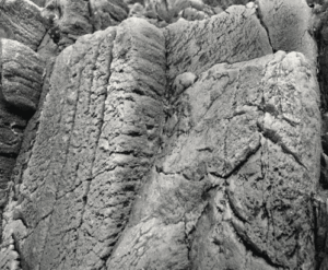 Captura de Pantalla 2025-05-07 a la(s) 23.16.46 Fondo Rocoso Tanganyika