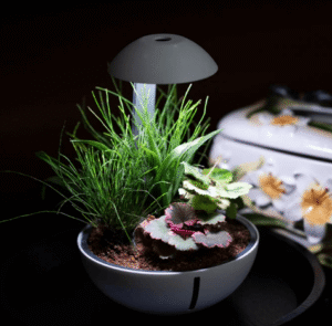 Captura de Pantalla 2025-05-09 a la(s) 1.58.40 TINY TERRARIUM EGG