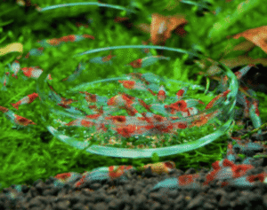 Captura de Pantalla 2025-05-25 a la(s) 23.36.46 (1) Plato de cristal para alimentación