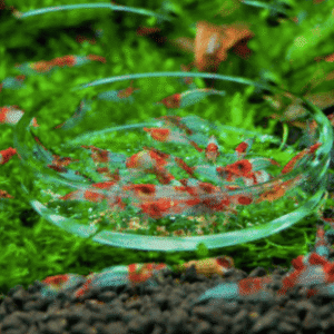 Captura de Pantalla 2025-05-25 a la(s) 23.36.46 (1) Plato de cristal para alimentación