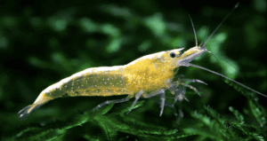 Gambas Neocaridinas