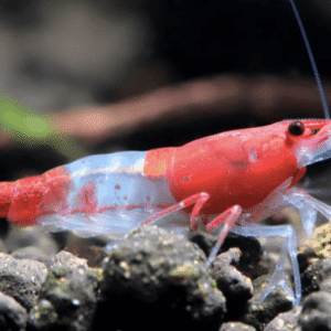 Gambas Neocaridinas