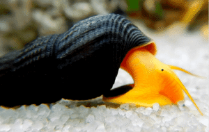 Captura de Pantalla 2025-07-25 a la(s) 20.06.30 Caracol Tylomelania