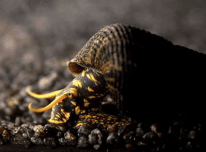 Captura de Pantalla 2025-07-25 a la(s) 20.14.47 Caracol Tylomelania