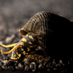 Captura de Pantalla 2025-07-25 a la(s) 20.14.47 Caracol Tylomelania