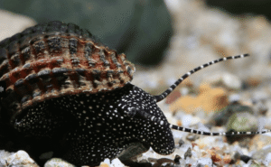 Captura de Pantalla 2025-07-25 a la(s) 20.15.41 Caracol Tylomelania