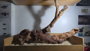 WhatsApp Image 2025-07-25 at 10.42.29 Troncos Sauce de Rio