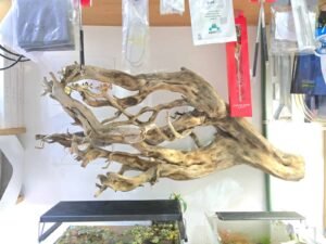 WhatsApp Image 2025-07-25 at 10.42.30 (1) Troncos Sauce de Rio