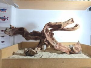 WhatsApp Image 2025-07-25 at 10.42.30 Troncos Sauce de Rio